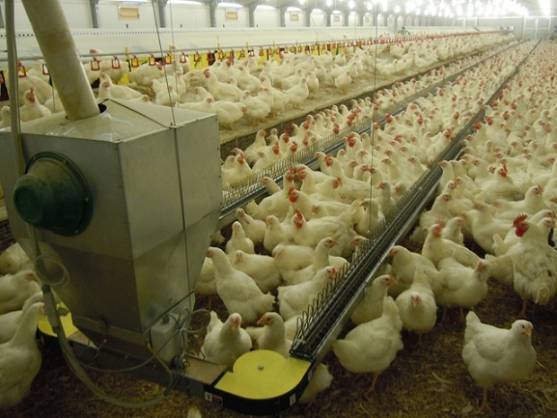 FLAT CHAIN PER GALLINE RIPRODUTTRICI